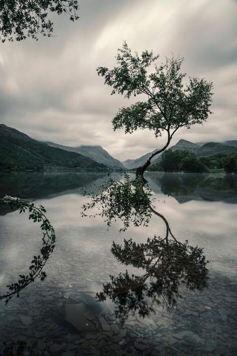 A calm lake with a tree reflected in the water